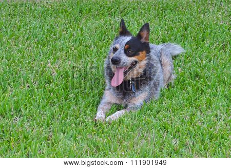 Happy Blue Heeler