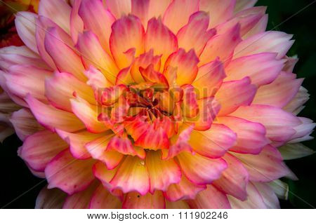 Dahlia