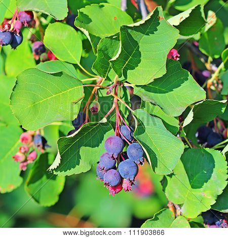 Garden berry bushes Amelanchier or Saskatoon (Amelanchier)