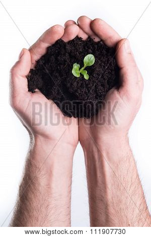 Hands Holds Topsoil With Plant