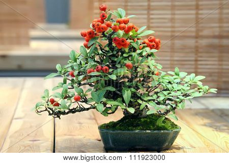 Bonsai Pyracantha Augustifolia.