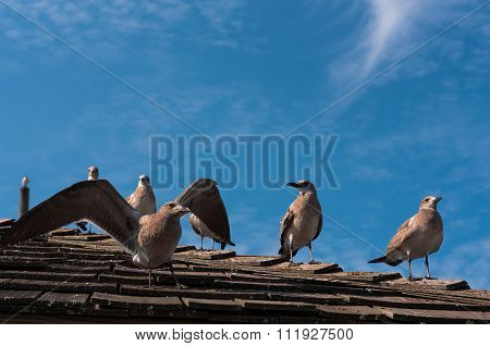 Seagulls On The Roof