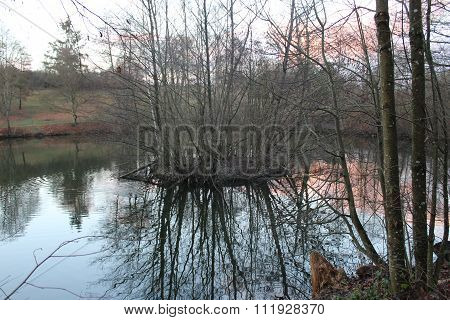 Bauminsel