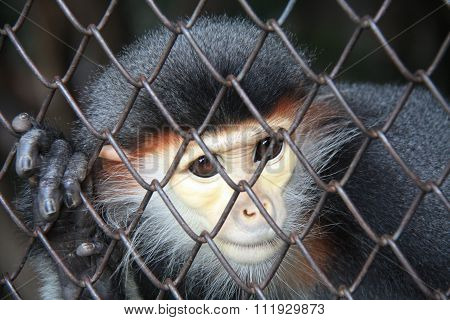 Inside the cage