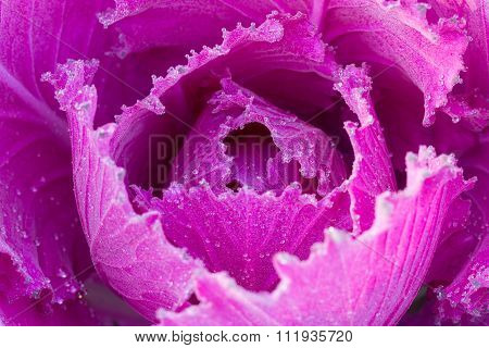 The Frost Flower In Morning
