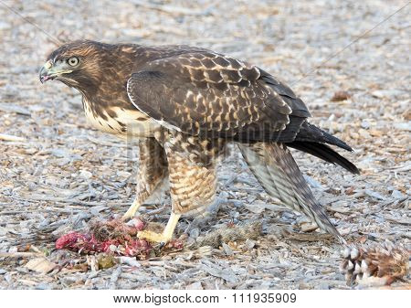Juvenile Red-tailed Hawk (Buteo jamaicensis) or Red-shouldered Hawk (Buteo lineatus) eating a Ground Squirrel