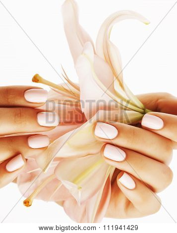beauty delicate hands with manicure holding flower lily close up isolated on whitebeauty delicate ha