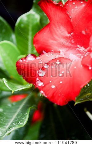 Red Azalea And Raindrops