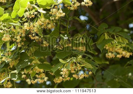 Linden Tree