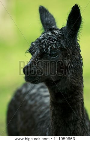 Baby Alpaca, also called Cria