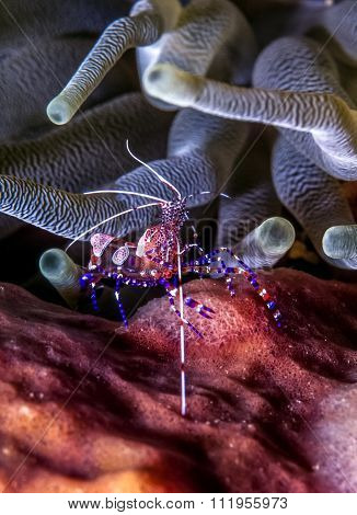 Spotted Cleaner Shrimp
