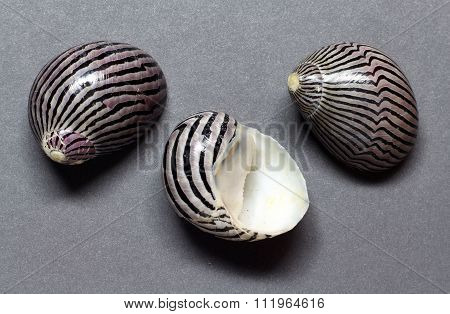 Turreted nerites