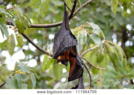 Lyie's Flyingfox