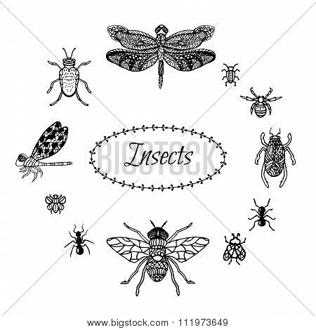 Hand drawn insect set in zentangle style. Black ink dragonfly, bugs and butterflies.