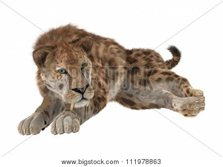 Big Cat Sabertooth
