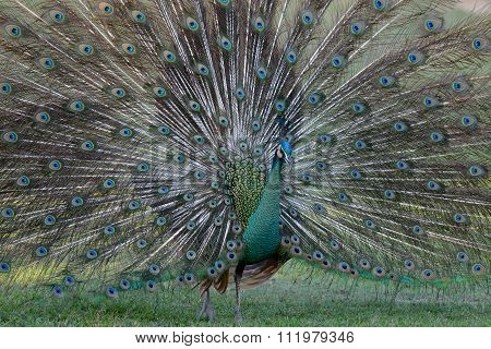 Male Green Peafowl (pavo Muticus)