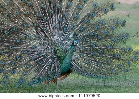 Male Green Peafowl (pavo Muticus)