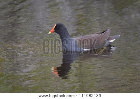 Common Gallinule Swimming In A Florida Marsh