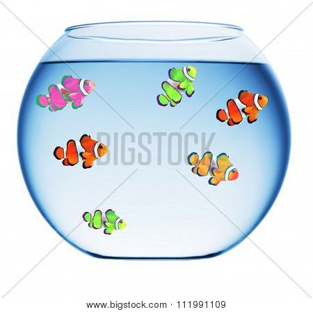 tropical clown fish in a goldfish bowl
