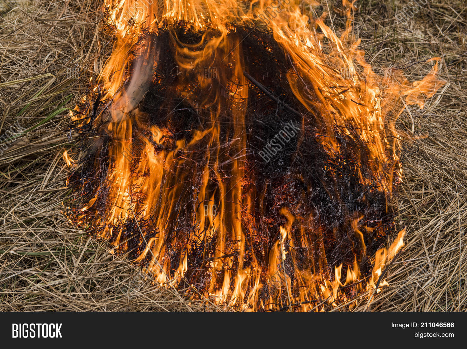 Cane Reed Cultivation Image & Photo (Free Trial) Bigstock