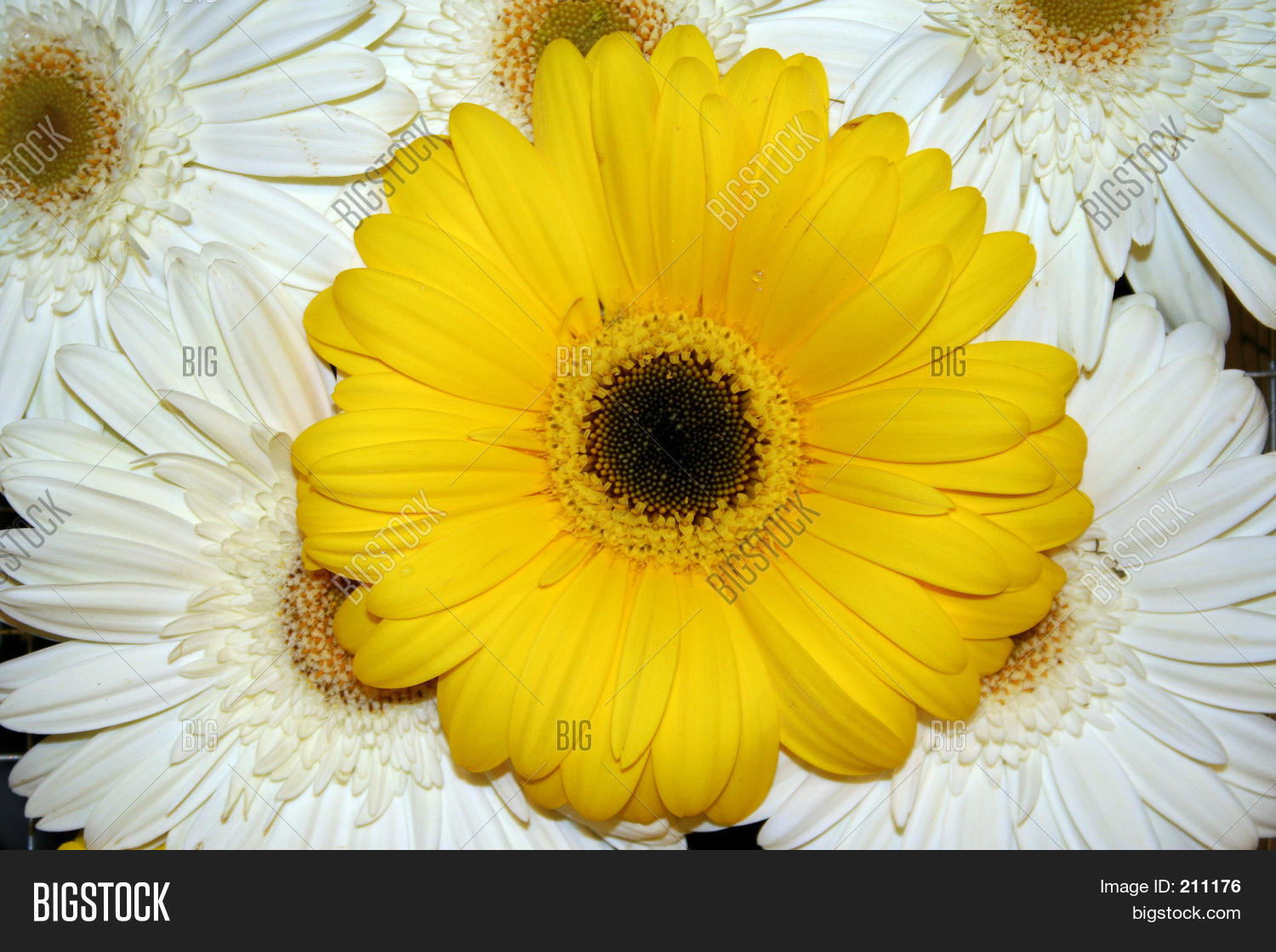 Image Preview