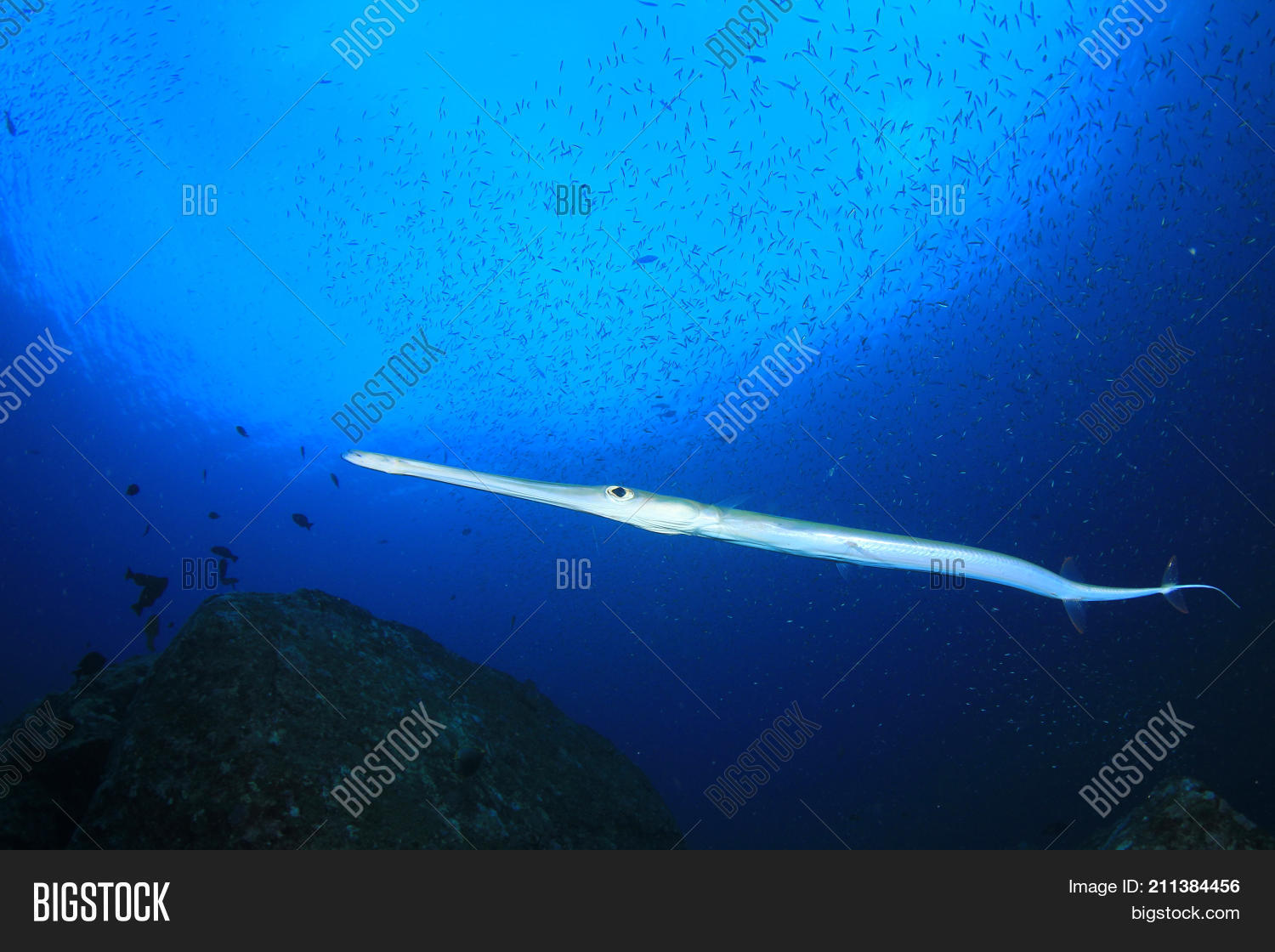 Image & Photo (Free Trial) Bigstock