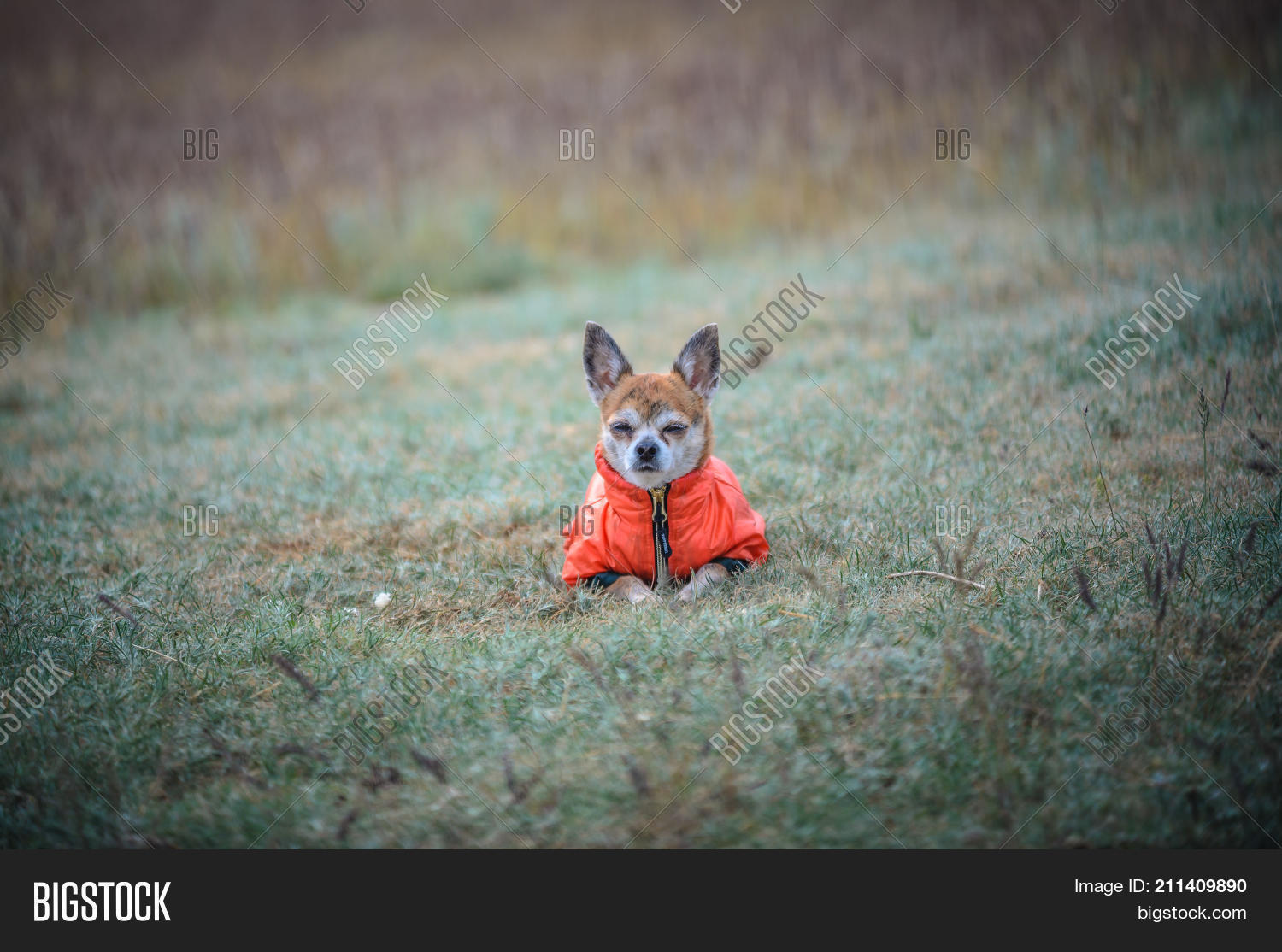 Image Preview