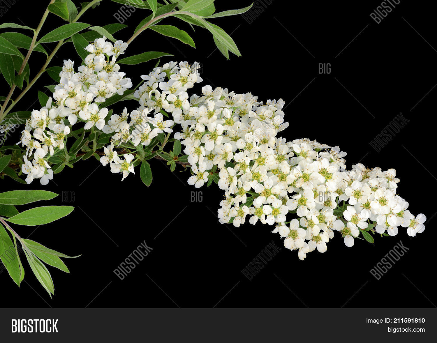 Image Preview