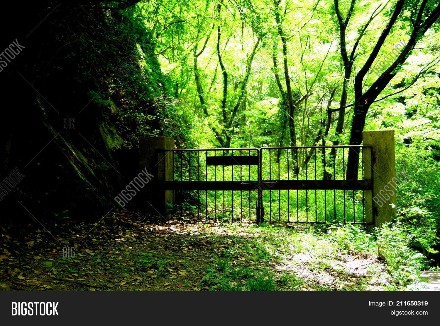 One Door Jungle. Image & Photo (Free Trial) | Bigstock