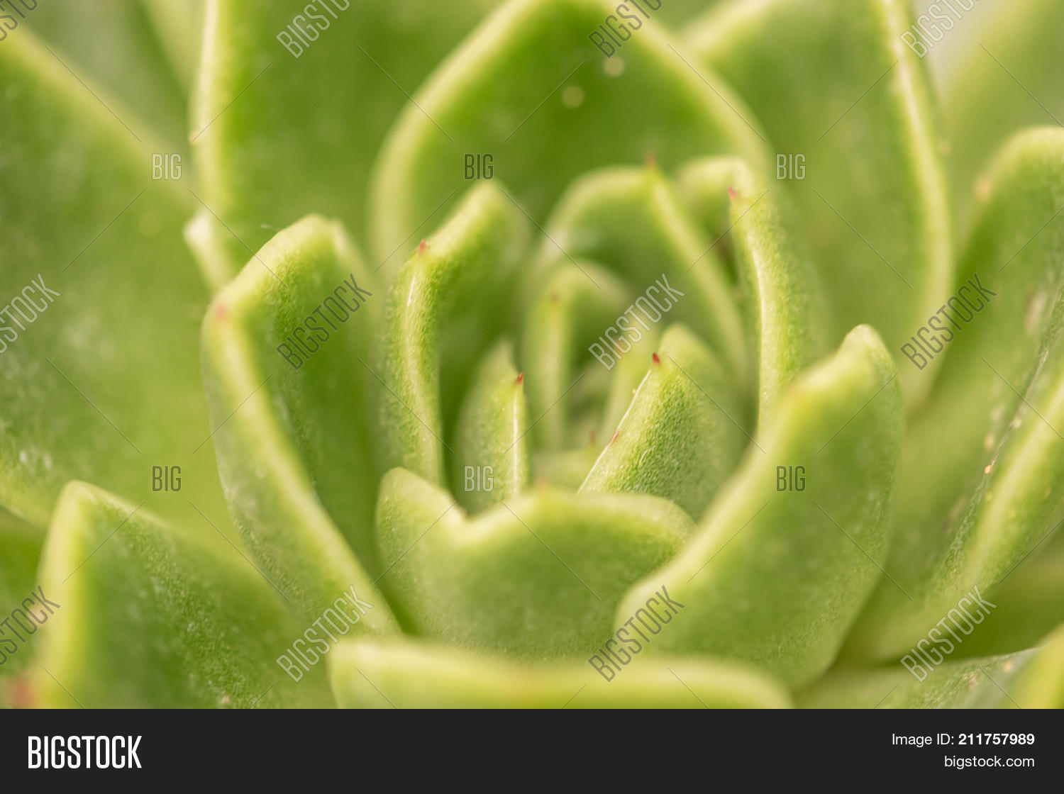 Echeveria Secunda Image Photo Free Trial Bigstock
