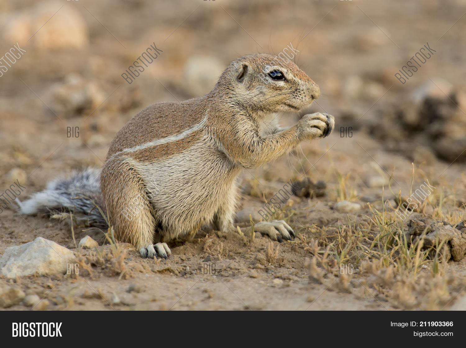 Image Preview