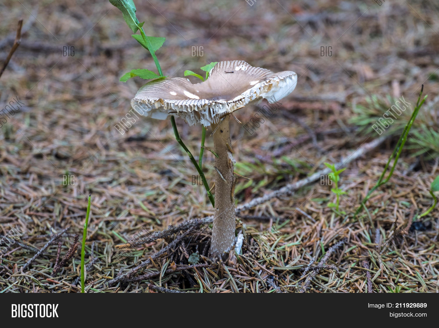 Tattered Death Cap Image & Photo (Free Trial) | Bigstock