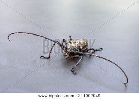 Closeup timberman-beetle (Acanthocinus aedilis) on a table
