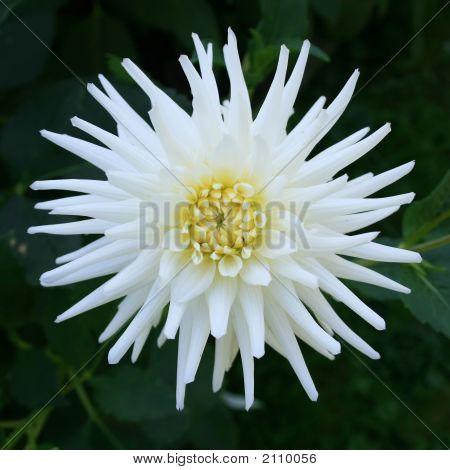 Witte Dahlia