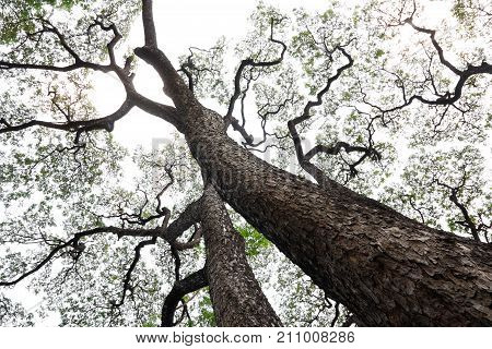 Rain tree /Monkeypod/ East Indian Walnut/Giant thibet (Samanea saman)(member of pea family) background with soft light (focus on tree trunk)