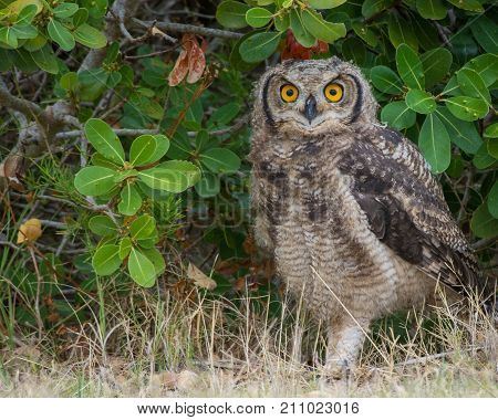 Spotted Eagle-owl stares at the camera near De Mond, South Africa