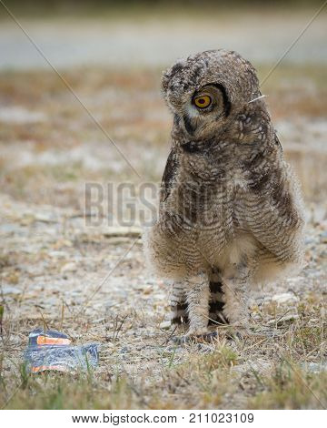 A Spotted Eagle-owl glares at a piece of paper fluttering in the wind as if angry.  De Mond, South Africa.
