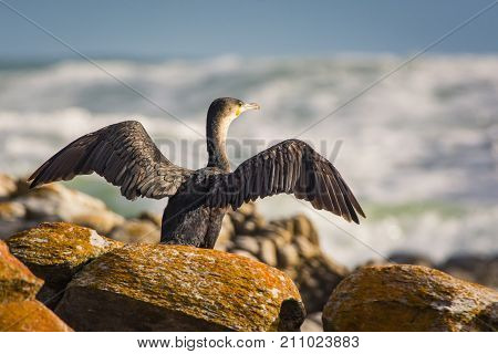 A Cape Cormorant dries its wings, standing on rocks next to the ocean at Cape Agulhas, South Africa.