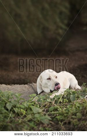 Big white dog breed Alabay lying down