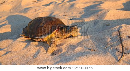 Female Wood Turtle (Glyptemys insculpta) looking for a nesting site in Michigan.