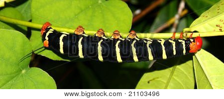 สฟิงซ์ Tetrio (Pseudosphinx tetrio)
