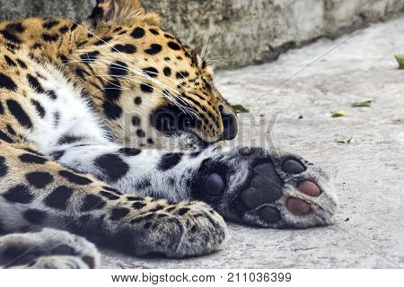 animal surveillance lulled Amur leopard wandered into the city, Northeast China . summer 2017