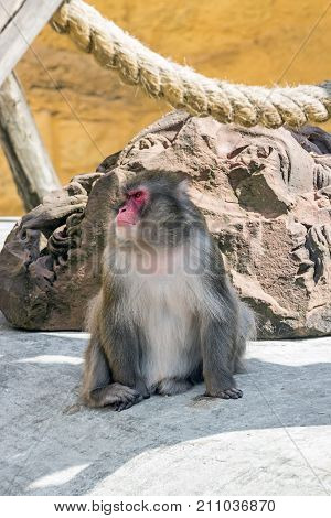Snow monkey in the north of Honshu near residential buildings at summer