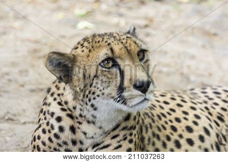 a large portrait of a cheetah, shot from a long distance, summer 2017