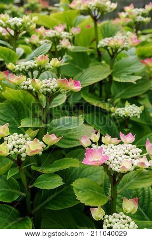 Hydrangea shrub with opening flowers and tight buds. Pink sepals starting to open.