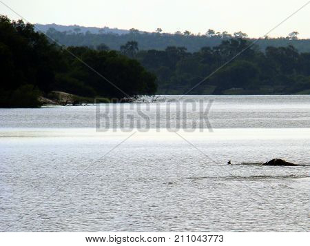 An elephant is swimming over the River. It is the Water of the river Zambezi in Zambia. Clearly is his snorkeling trunk to see from the water rises and his head