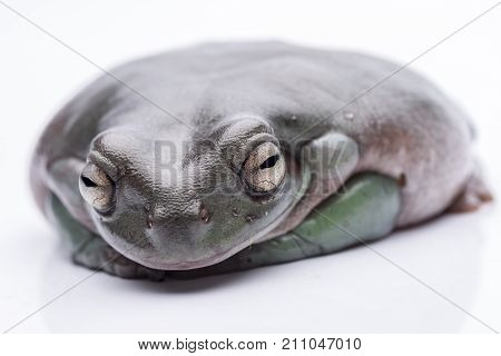 A big, fat Australian Tree Frog, sitting on the ground. Isolated against a pure white background. Focus on the eyes.