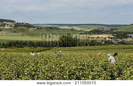 Leuvrigny France - June 8 2017: Workers in the vineyards in Champagne district France with Chatillon-sur-Marne in the background.