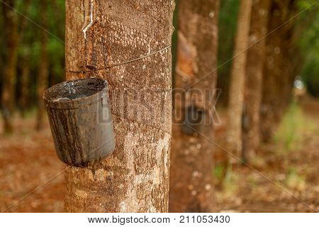 Rubber Tree Cultive