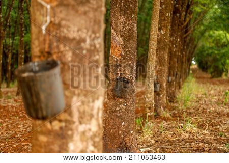 Rubber Tree Cultive